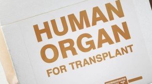 Прорыв в области трансплантации печени может вдвое сократить лист ожидания на пересадку Прорыв в области трансплантации печени может вдвое сократить лист ожидания на пересадку