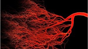 Учёные научились выращивать искусственные  кровеносные сосуды человека, неотличимые от естественных