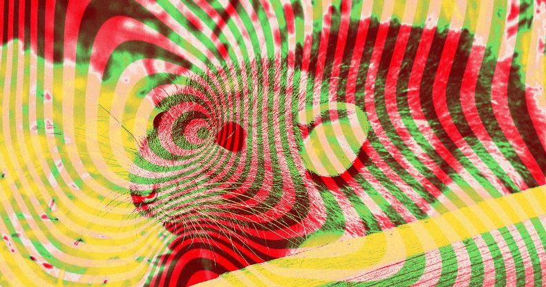 Китайские учёные создали устройство, позволяющее человеку управлять крысами силой мысли Китайские учёные создали устройство, позволяющее человеку управлять крысами силой мысли